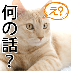 Cat Himawari