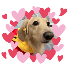 臘腸狗-乖乖、弟弟