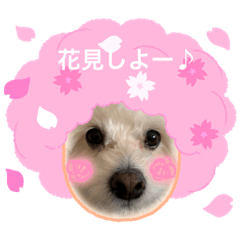 Cherry_20220324220146