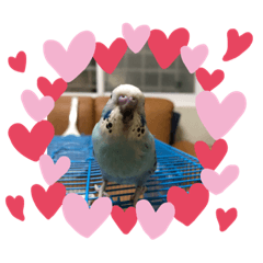 泡芙和麻糬的生活