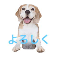 beagle sw.Kiyoto