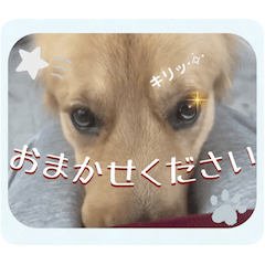 BISUKE'S STORY Golden Retriever-mimi12