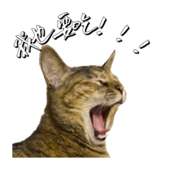 Q比女王日常第二彈