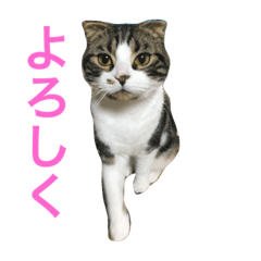 mycat and mydog stamp