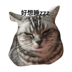 simple kitty