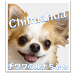 Luna-Chan of Chihuahuas