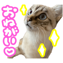 ayumi_20220325170403