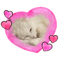 THE CUTEST WHITE CAT