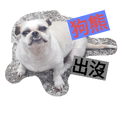 dog Wang wang