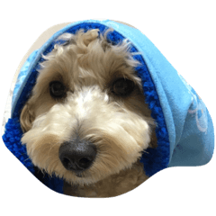 cute dog U-.-U