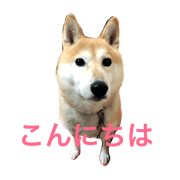 shibainusuzu