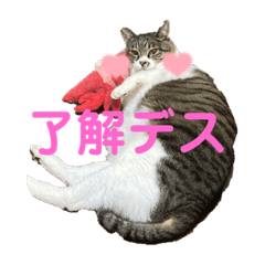 konatsu_20220325164929