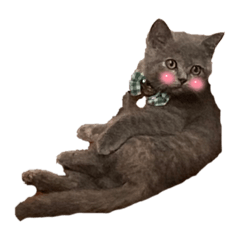 貓貓狗狗和樂融融