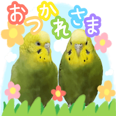 Shima & Goma couple Pi & Pon sisters