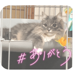 RISA_20220326220248