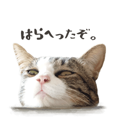 a cheeky cat Daizu 2