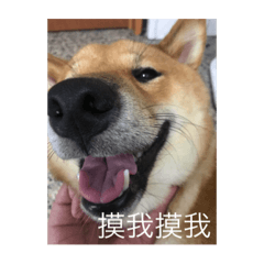 我是可可愛愛的阿肥^_^