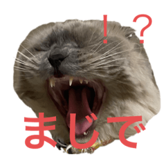 tanuki_20220326164910