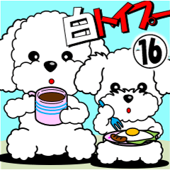 White Toy Poodle 16