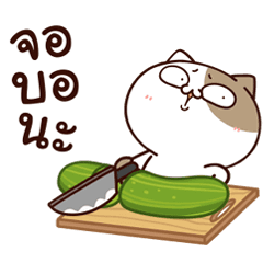 แมวเต้าหู้ : คำฮิตติดปาก