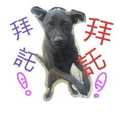 DogDoDo