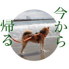 Shiho_20220326224451