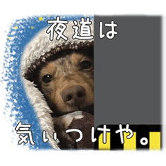 関西弁を喋る犬ちょこ太くん Line スタンプ Line Store