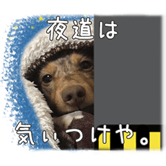 関西弁を喋る犬ちょこ太くん。
