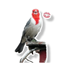 Meiyun BirdPhotography-Paroaria coronata