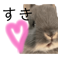 Everyday of cute rabbit