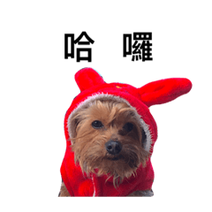 yorkie Q