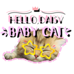 เดซี่ เบบี๋ แคท V.3