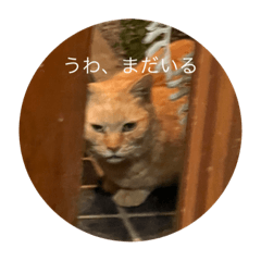 kodomobeya neko tamachan