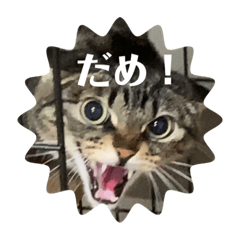 ふきげんなこて