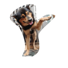 doggy lucky