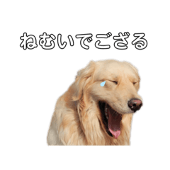 my dog new