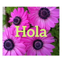 Hello flowers BETA