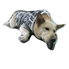 Slippers dog