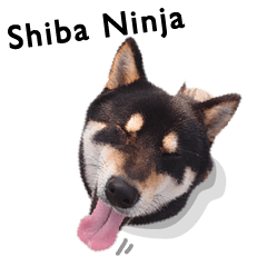 柴犬 Ninja