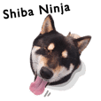 柴犬 Ninja