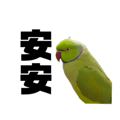 綠色ㄟ鸚鵡6
