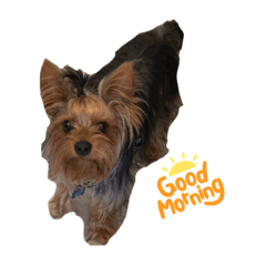 Chewie the yorkie