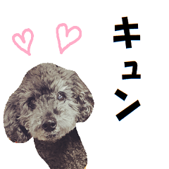 Conversation sticker of a black poodle