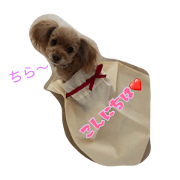 toy poodle pretty stamp 2