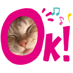 Cute orange tabbycat daily stickers