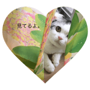 Day to day of cat's mio chan