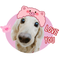 我是可愛的豆豆-小豬篇