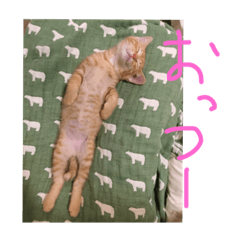 cat love forever