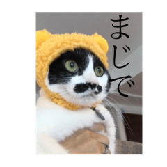 mame-daifuku