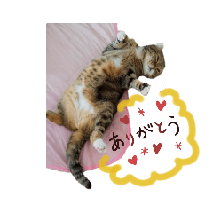 yayoi_20220329140550